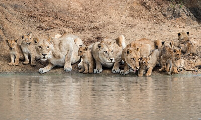 Lioness with Cubs — Brown, Calm, Afternoon, Photograph, Riverbank