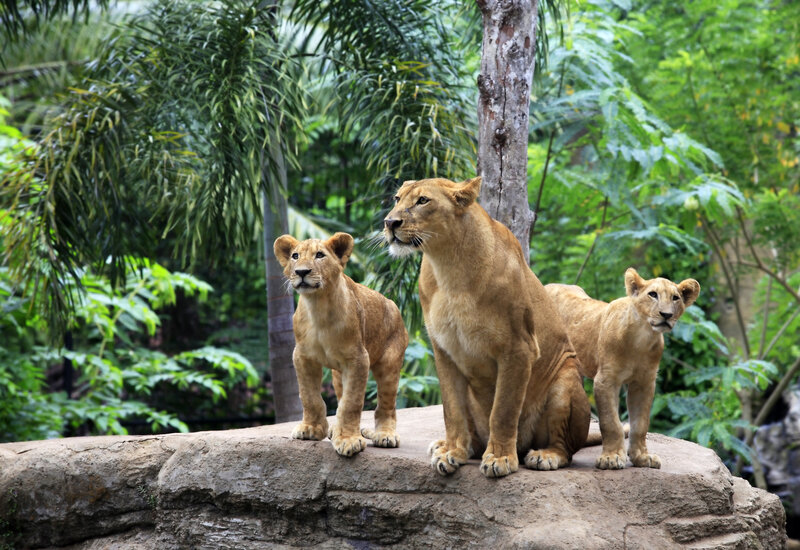 Lioness with Cubs — Brown, Calm, Afternoon, Photograph, Rock