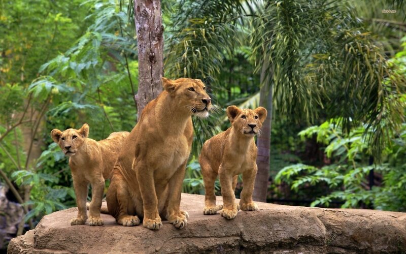 Lioness with Cubs — Brown, Calm, Afternoon, Photograph, Rock, Trees