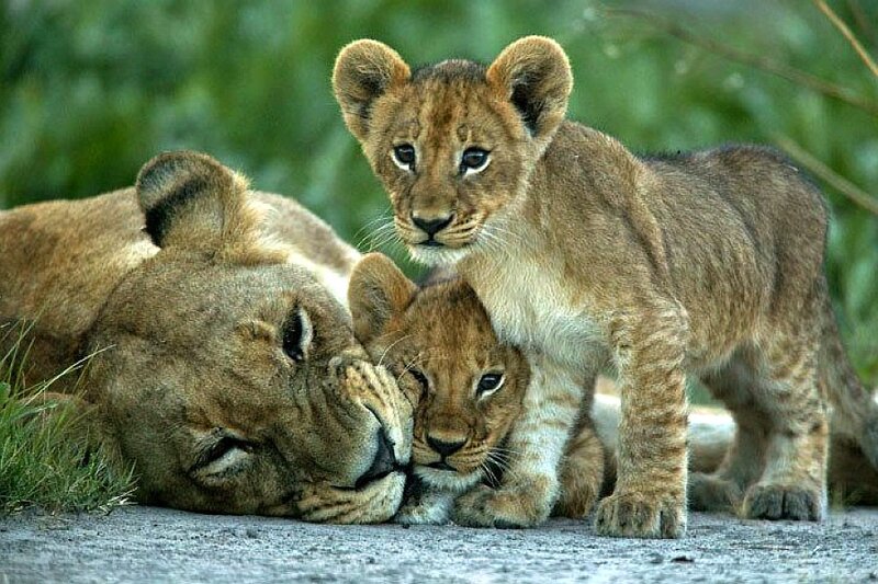 Lioness with Cubs — Brown, Calm, Afternoon