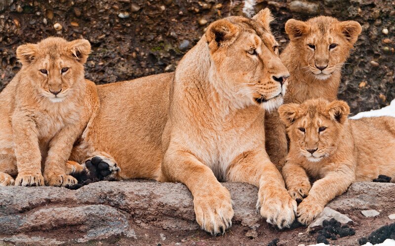 Lioness with Cubs — Brown, Calm, Photograph, Rocks