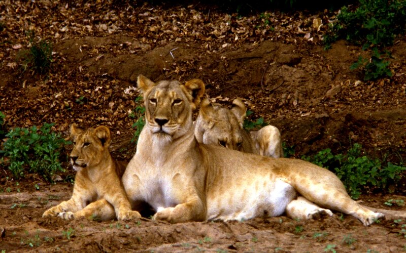 Lioness with Cubs — Brown, Calm, Photograph