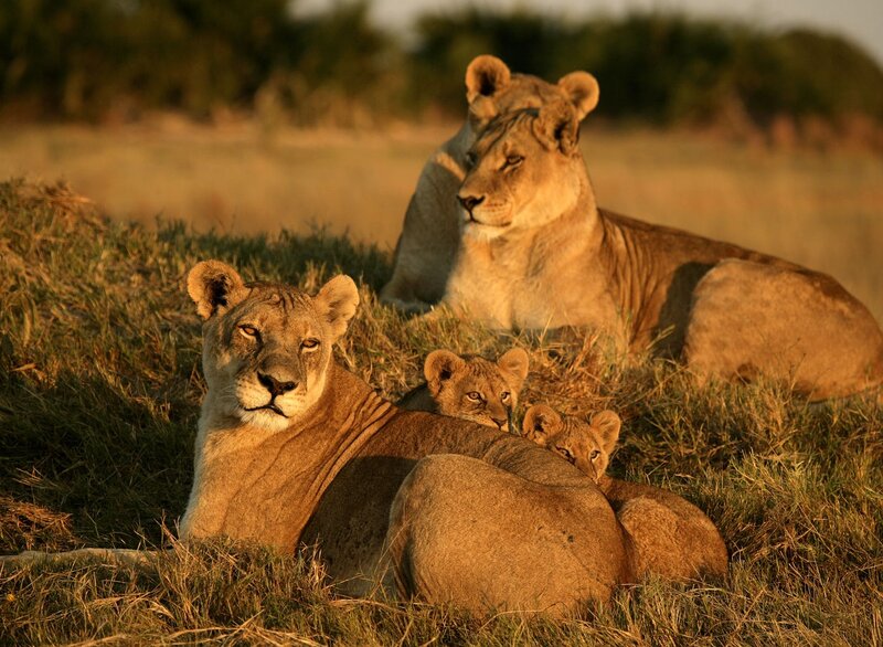 Lioness with Cubs — Brown, Calm, Sunset