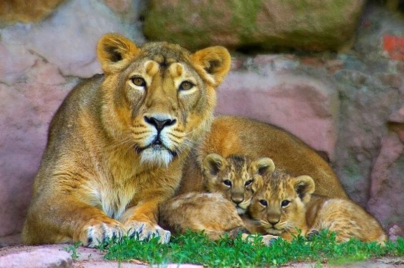Lioness with Cubs — Brown, Calm