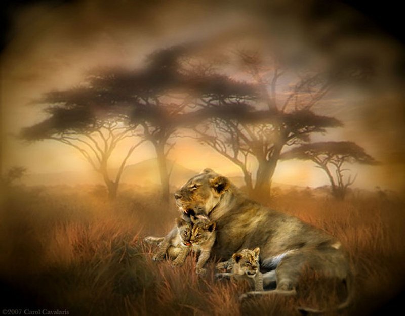 Lioness with Cubs — Brown, Dramatic