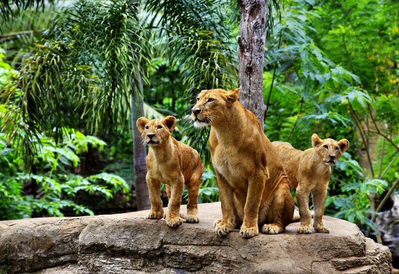 Lioness with Cubs — Brown, Natural, Afternoon, Photograph