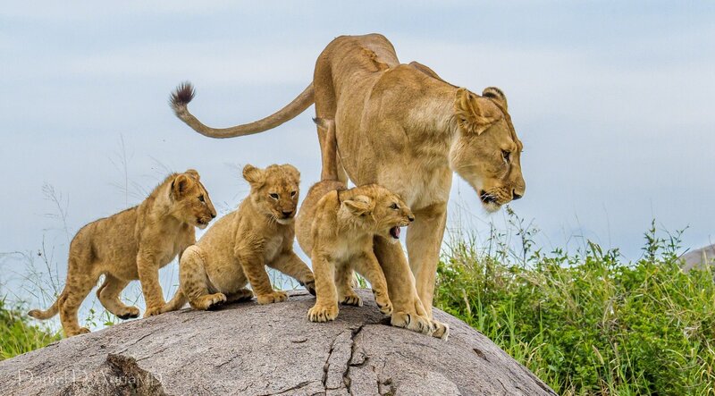 Lioness with Cubs — Brown, Natural, Afternoon