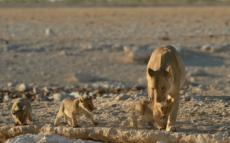 Lioness with Cubs — Brown, Natural, Sunset