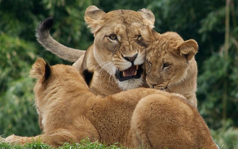 Lioness with Cubs — Brown, Natural