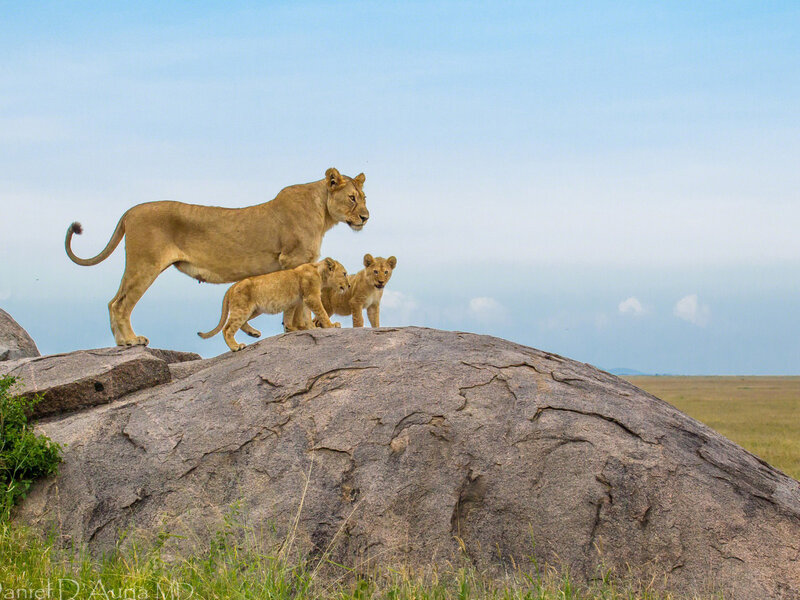 Lioness with Cubs — Brown, Serene, Afternoon