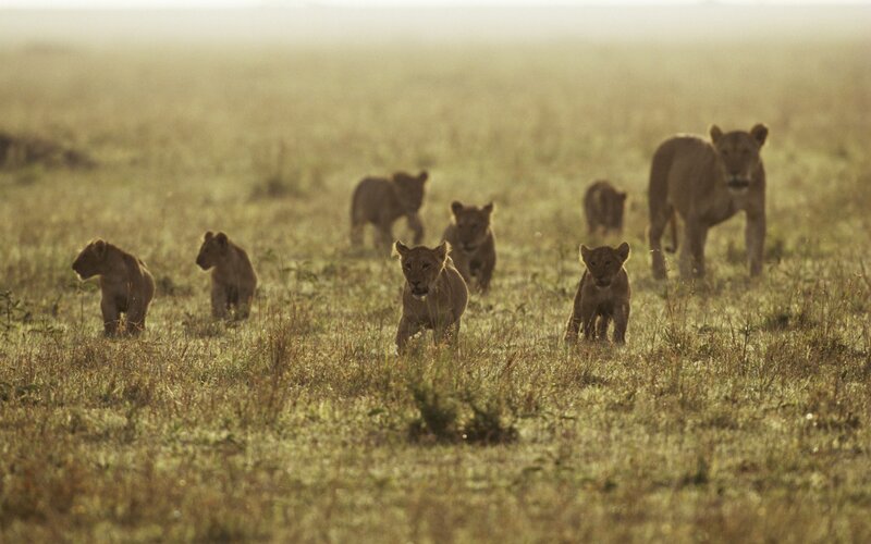 Lioness with Cubs — Brown, Serene, Morning