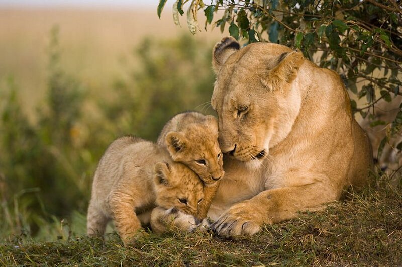 Lioness with Cubs — Brown, Serene