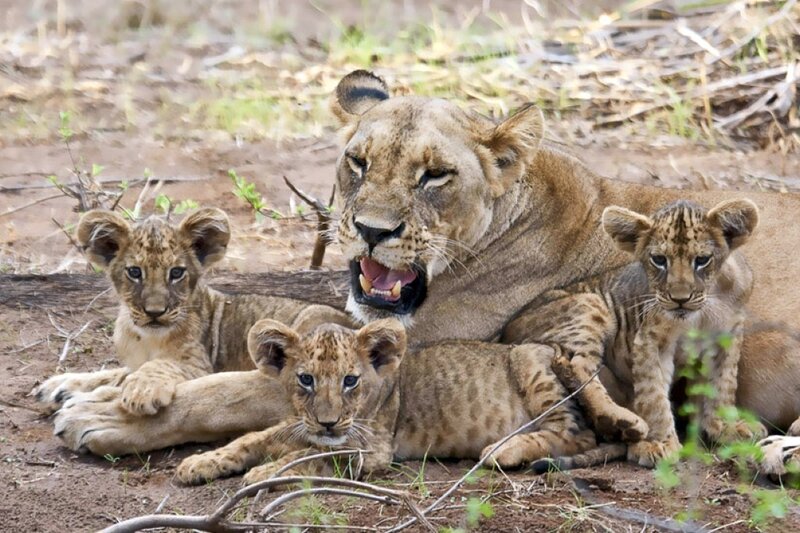 Lioness with Cubs — Brown