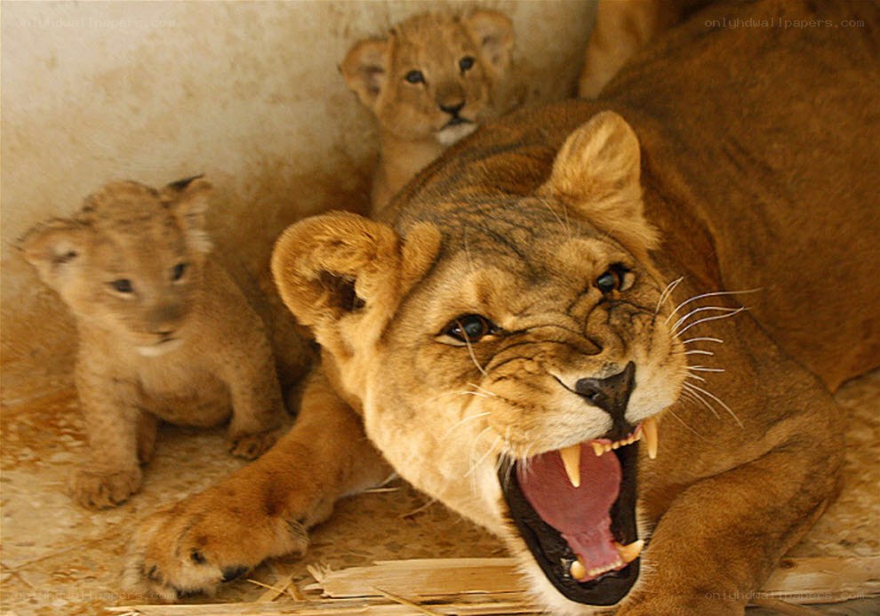 Lioness with cubs in enclosure