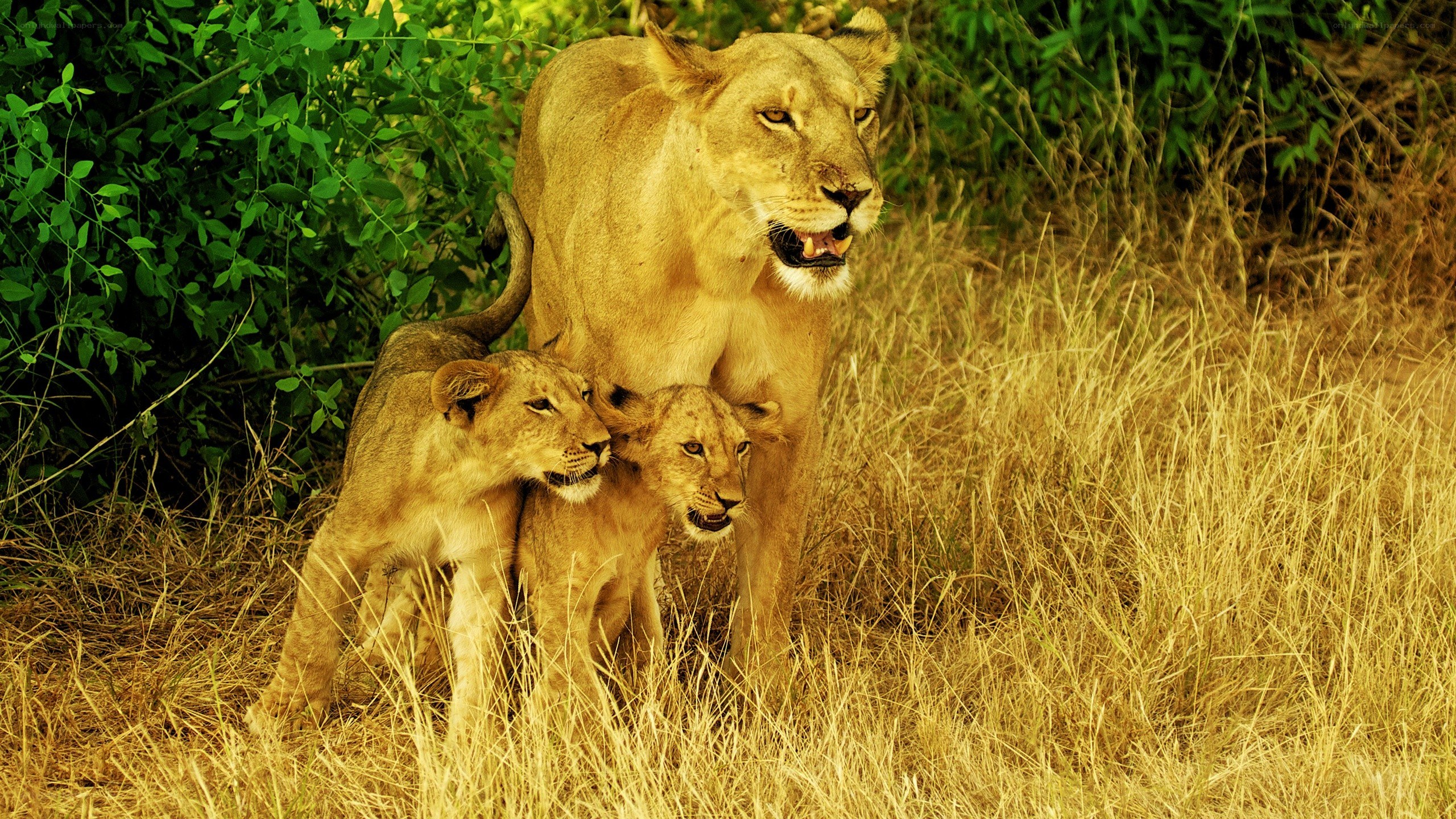 Lioness with cubs in grass