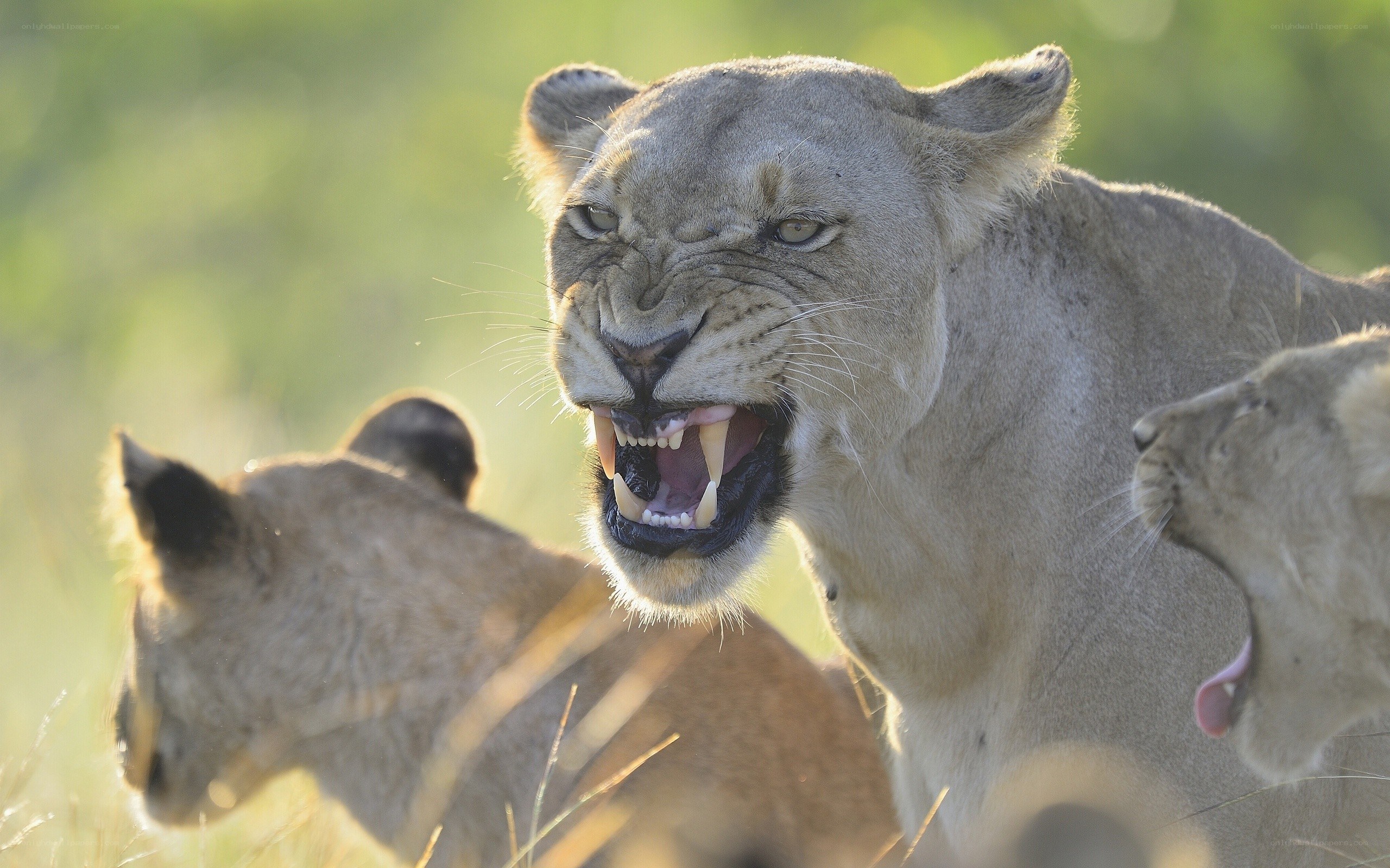 Lioness with cubs in grass