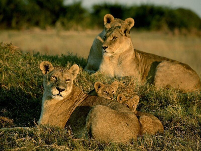 Lioness with cubs in grass