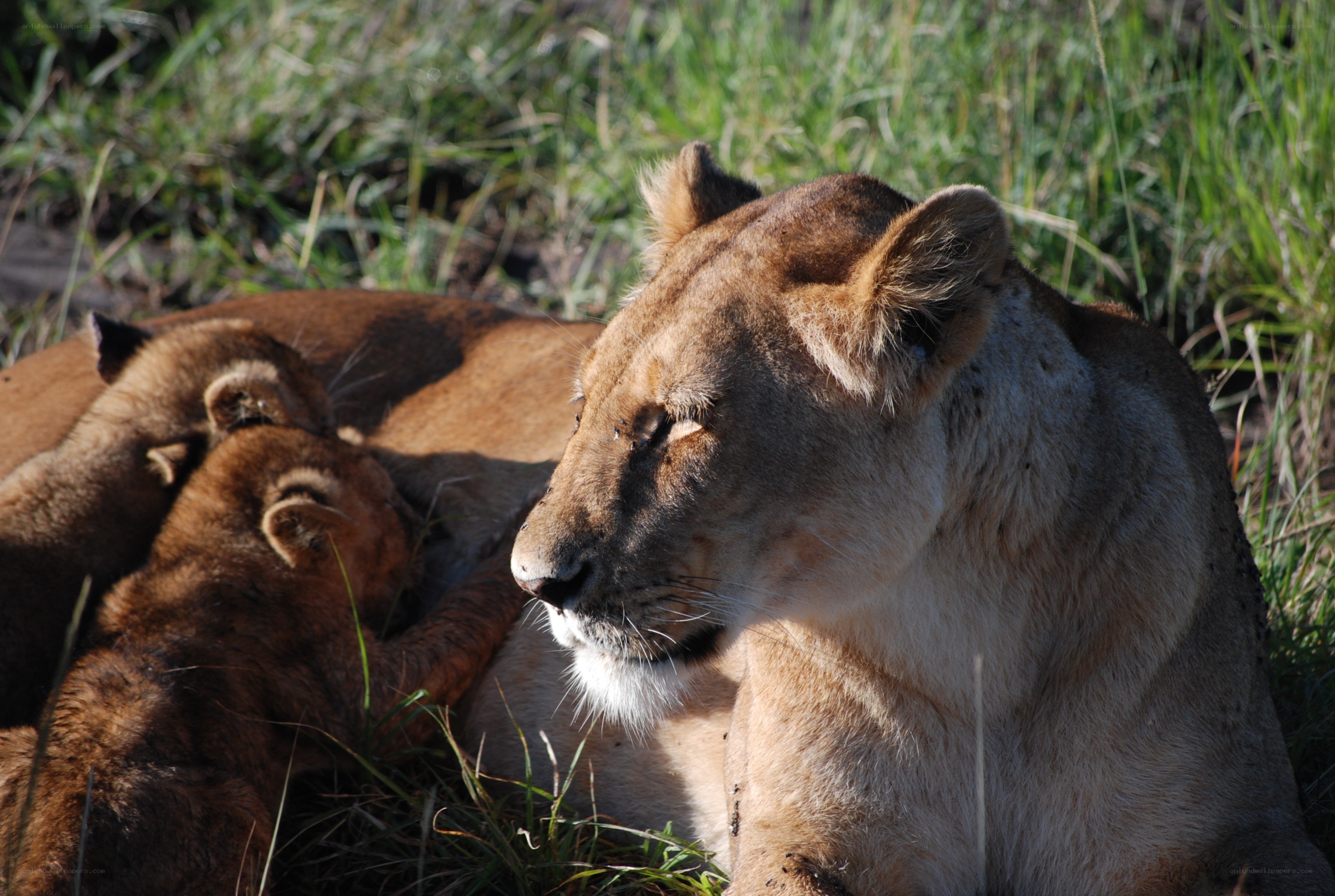 Lioness with cubs in grass