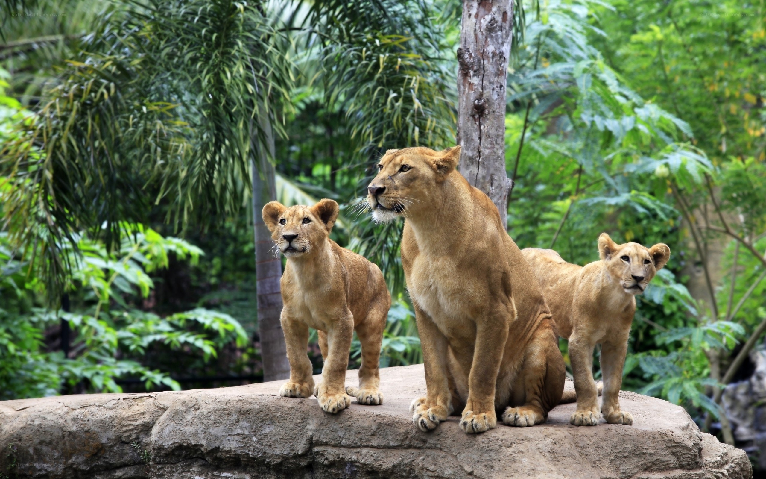 Lioness with cubs in jungle
