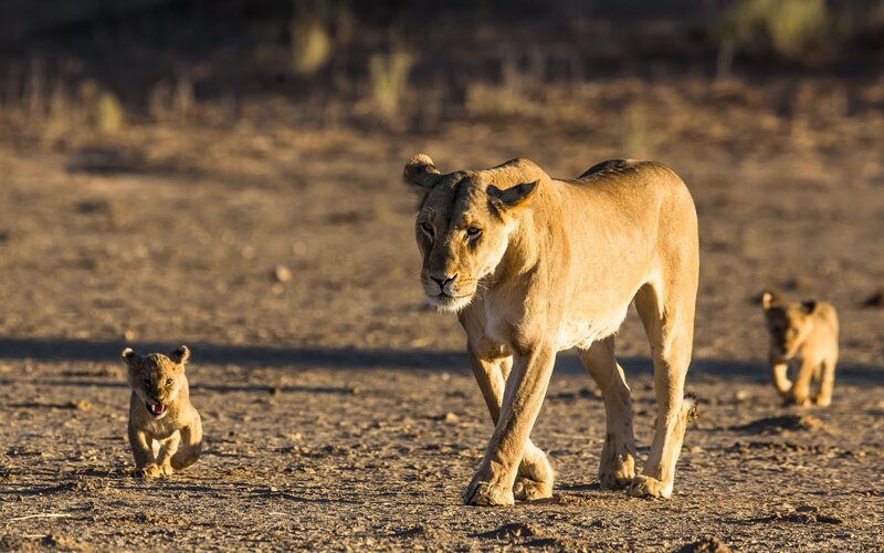 Lioness with cubs in savanna