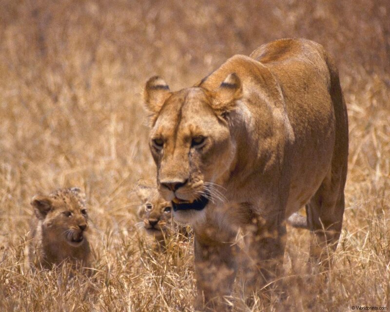 Lioness with cubs in savanna