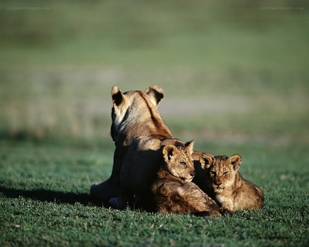 Lioness with cubs on grass