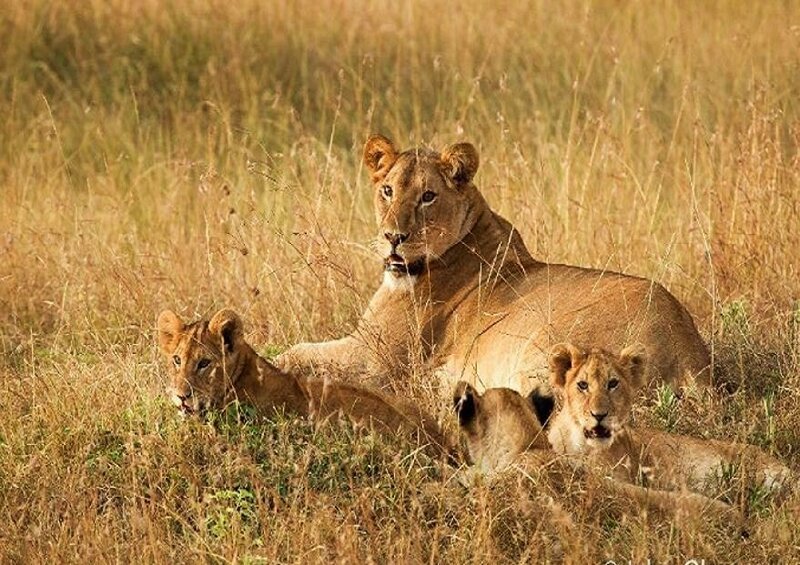 Lioness with Cubs