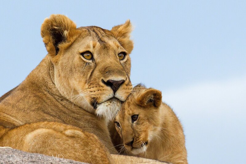 Lioness with her cub