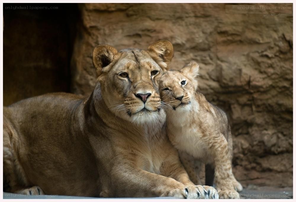 Lioness with her cub
