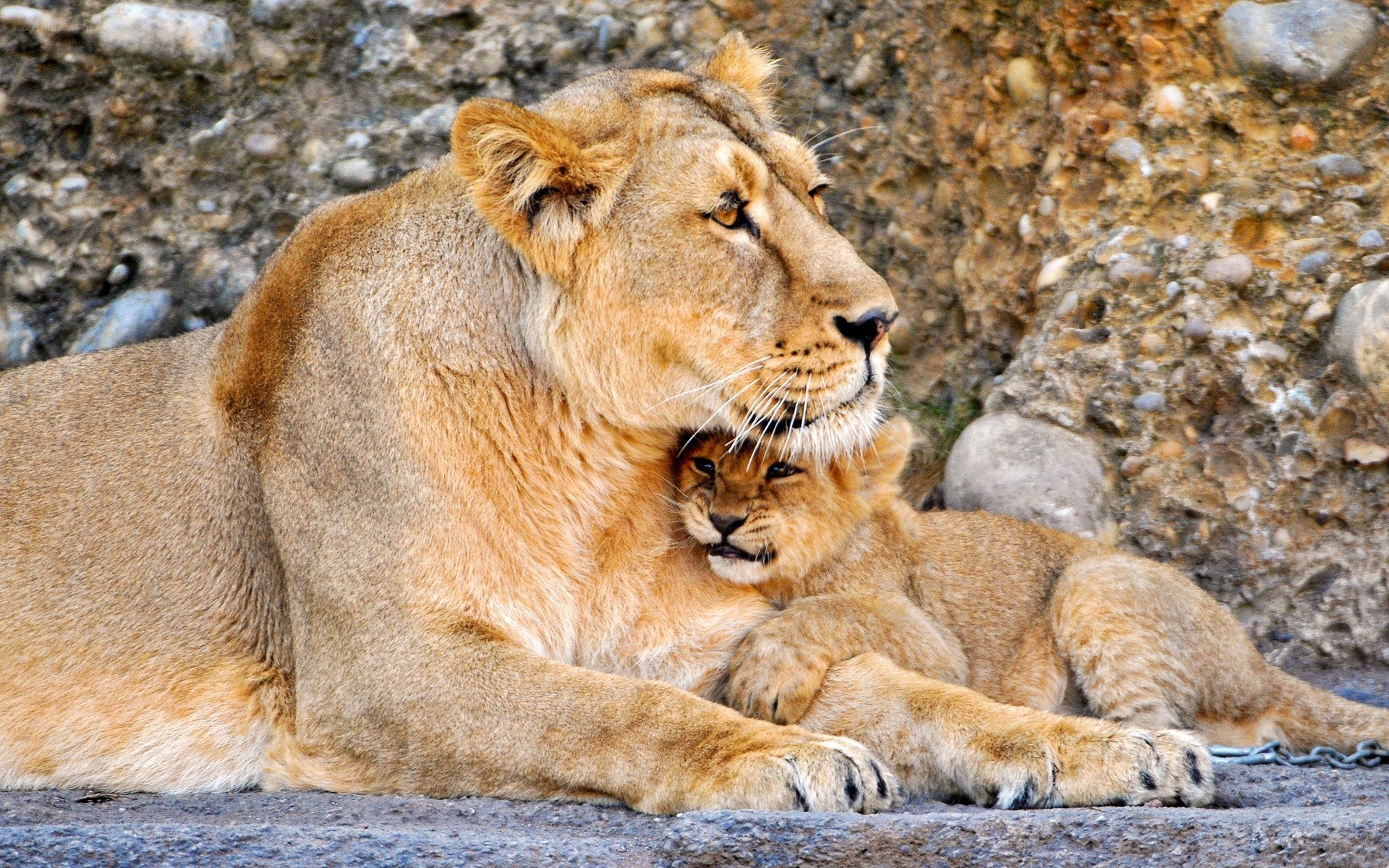Lioness with her cub