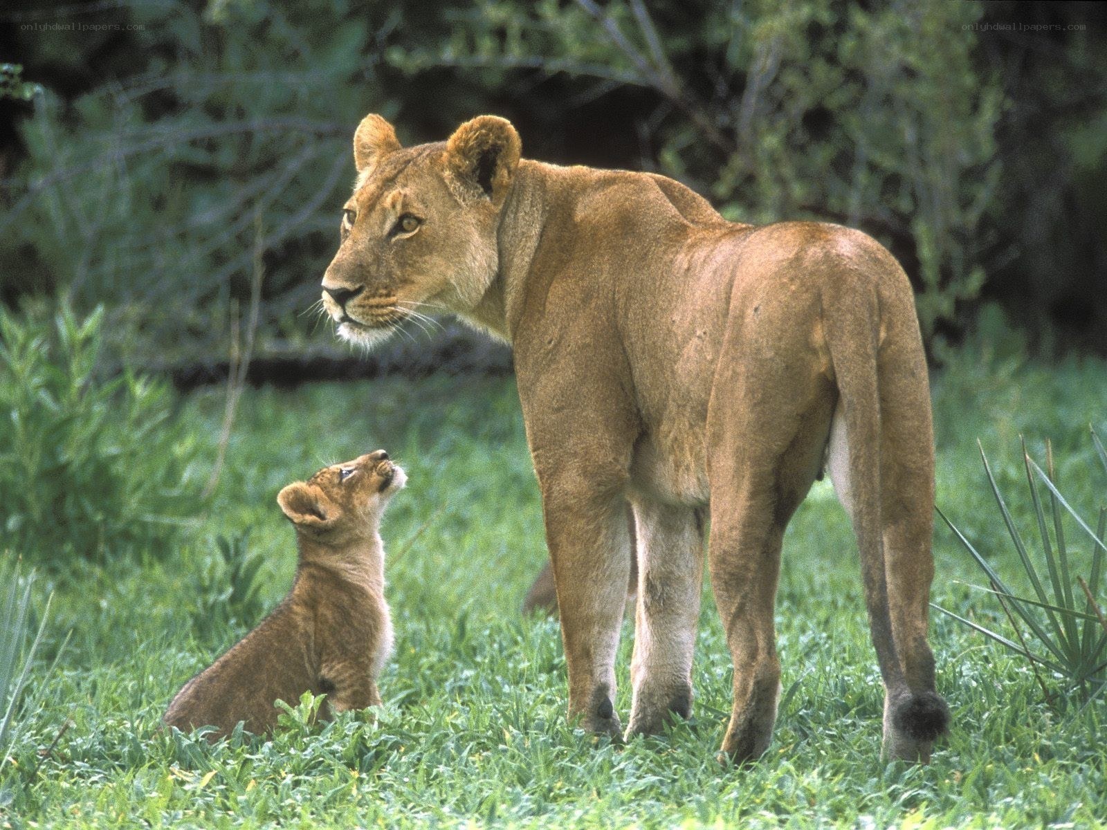 Lioness with her cub