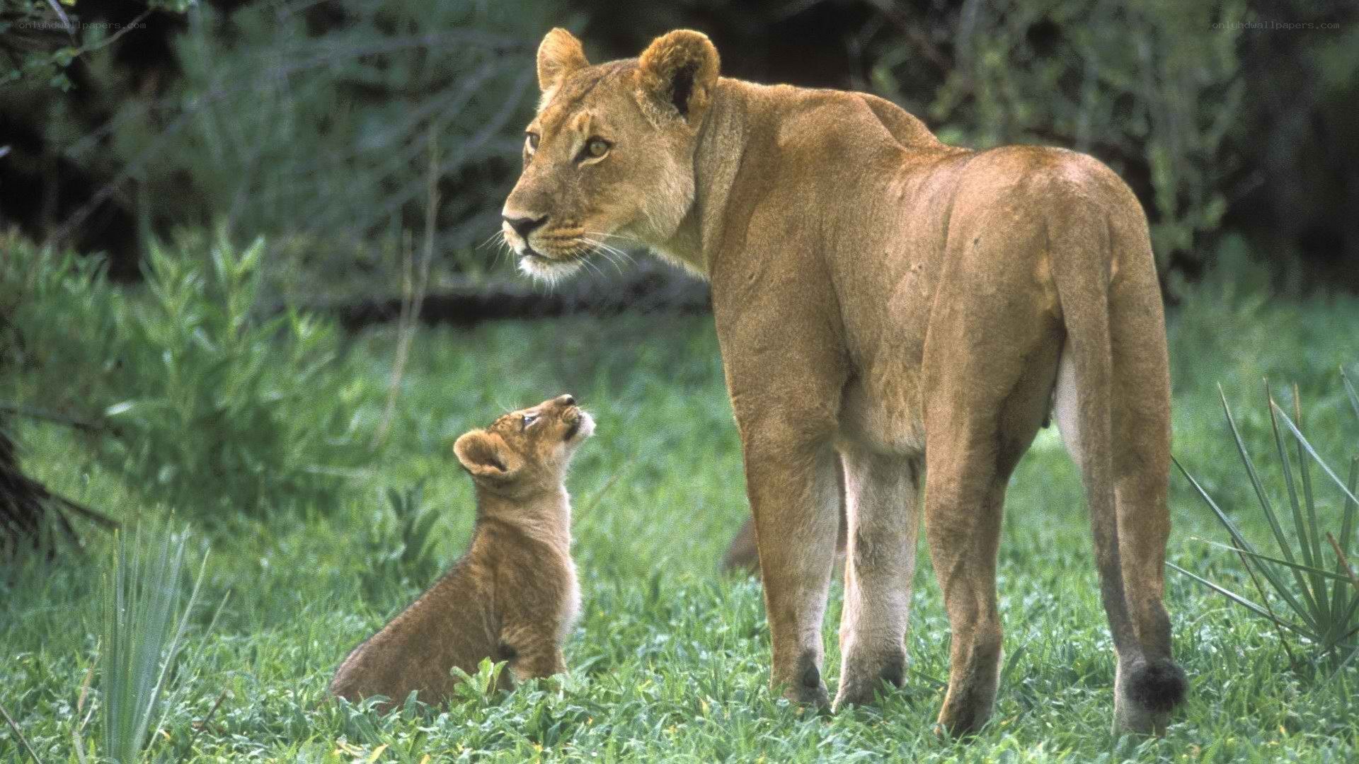 Lioness with her cub