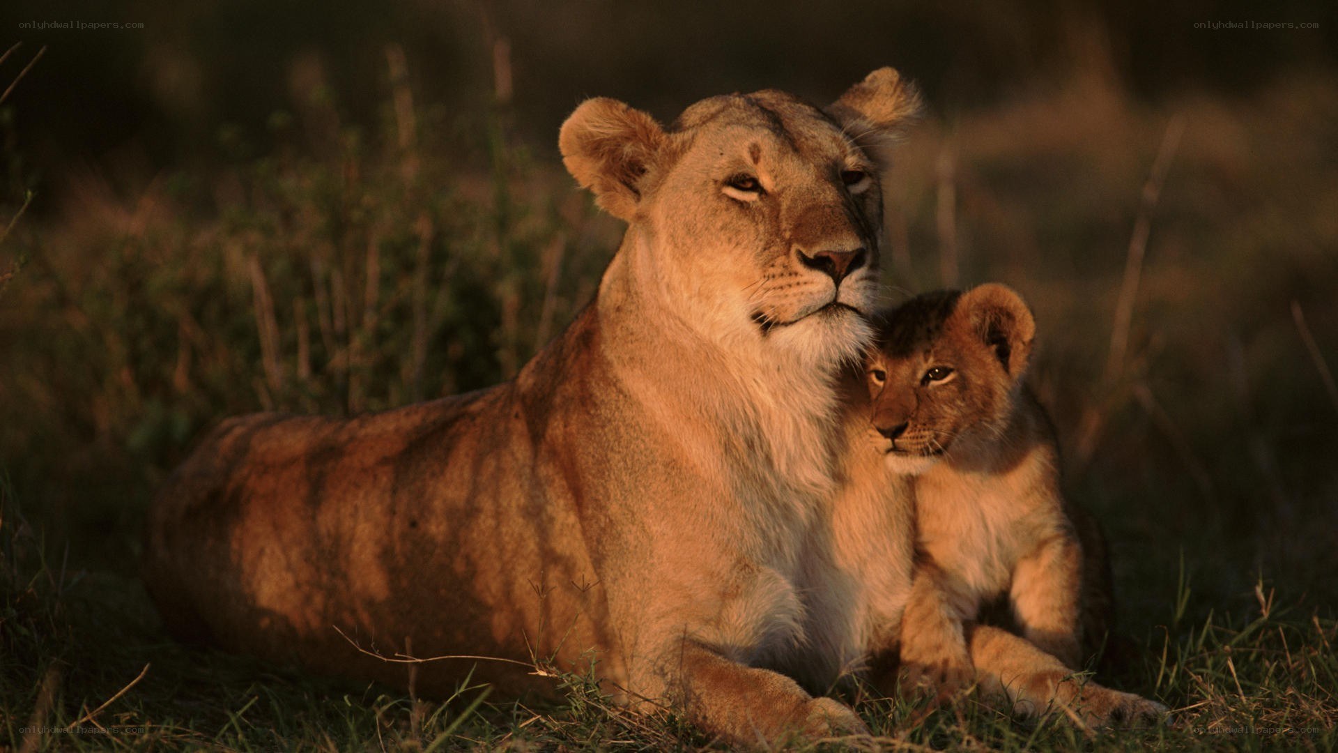 Lioness with her cub