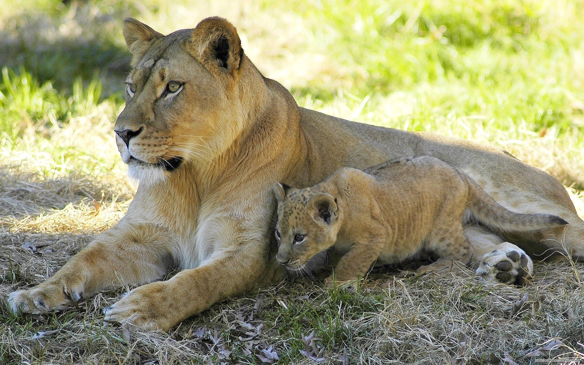 Lioness with her cub