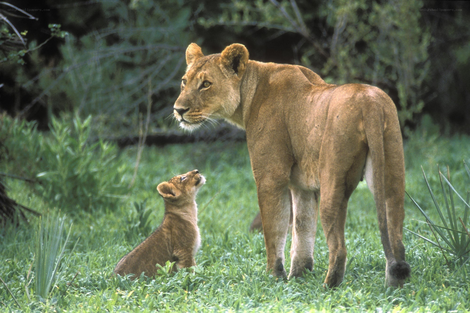 Lioness with her cub