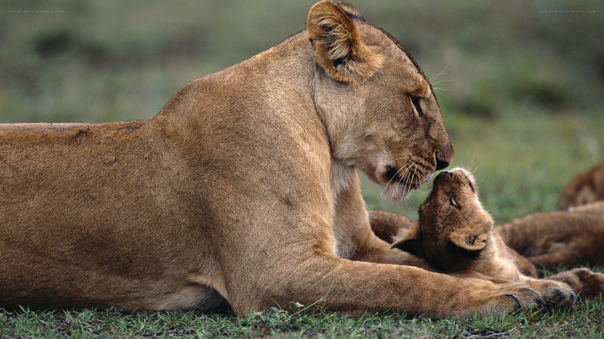 Lioness with her cub