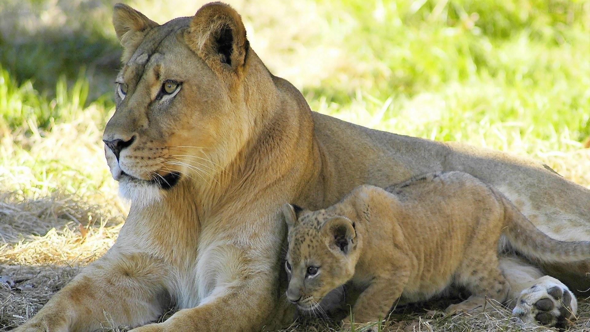 Lioness with her cub