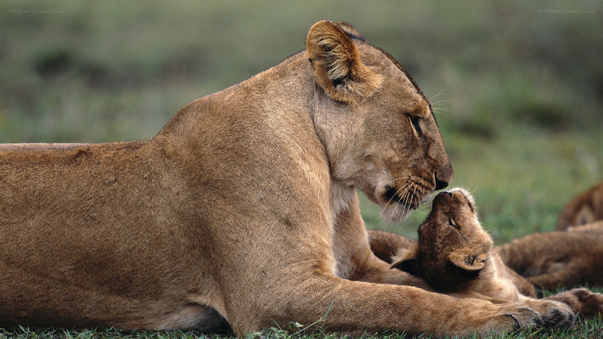Lioness with her cub
