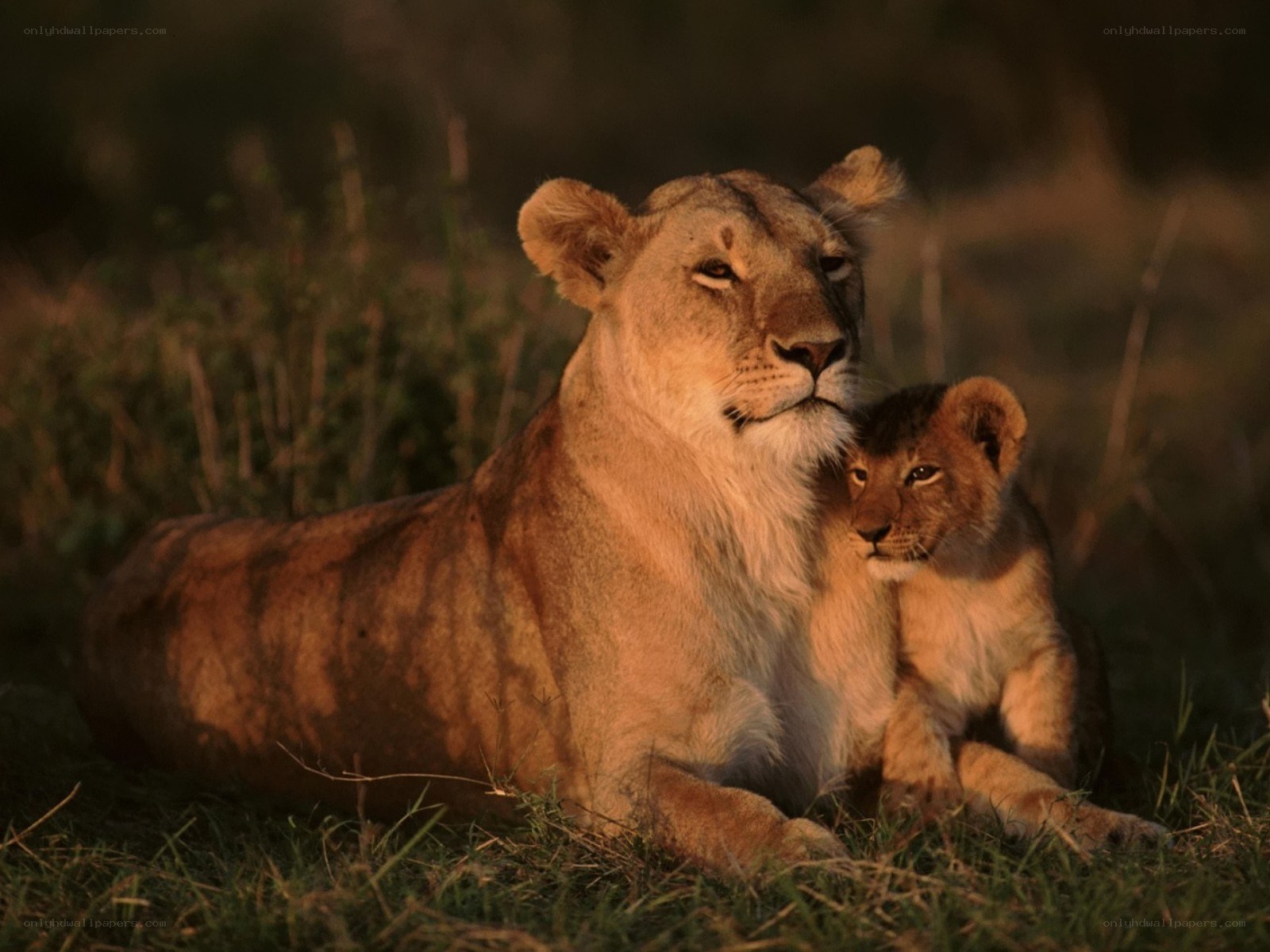 Lioness with her cub