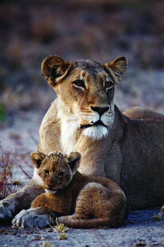 Lioness with her cub