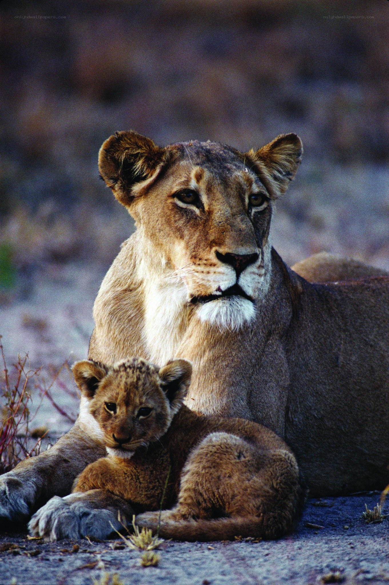 Lioness with her cub