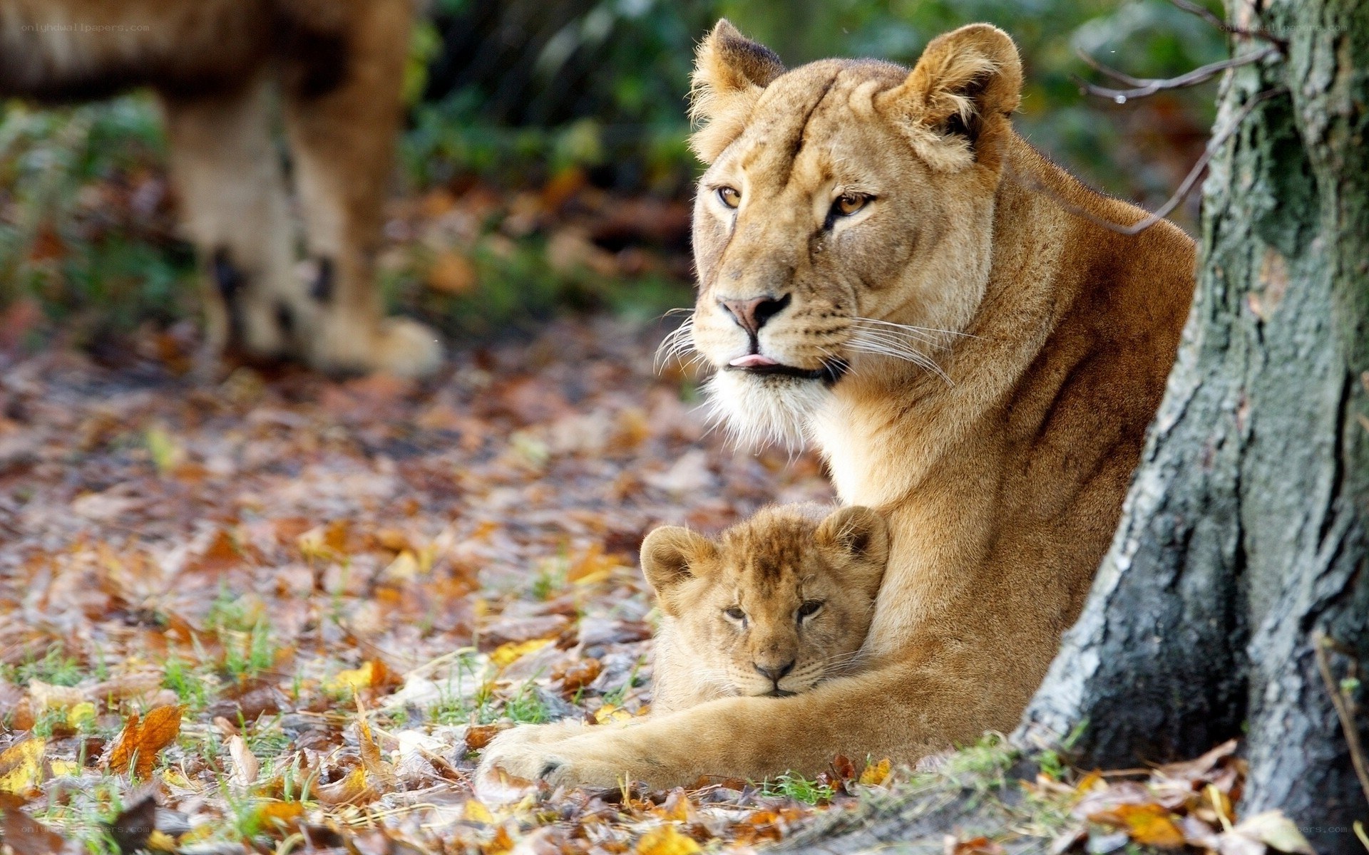 Lioness with her cub