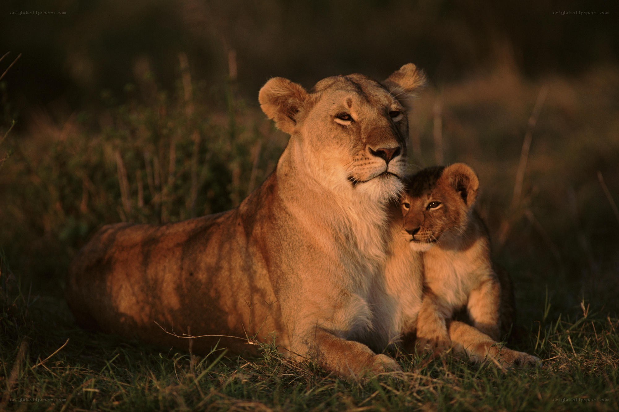 Lioness with her cub