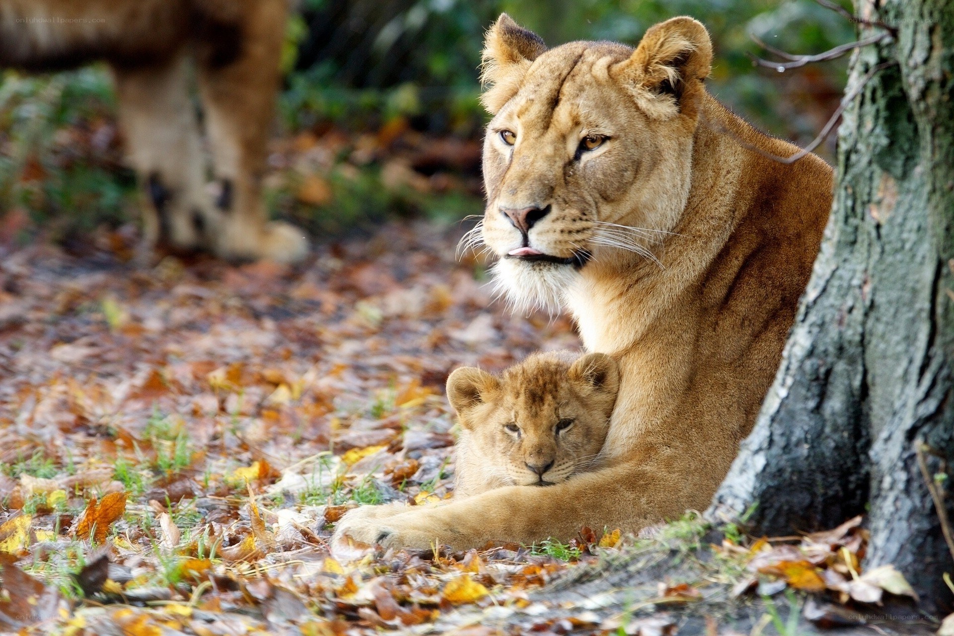 Lioness with her cub