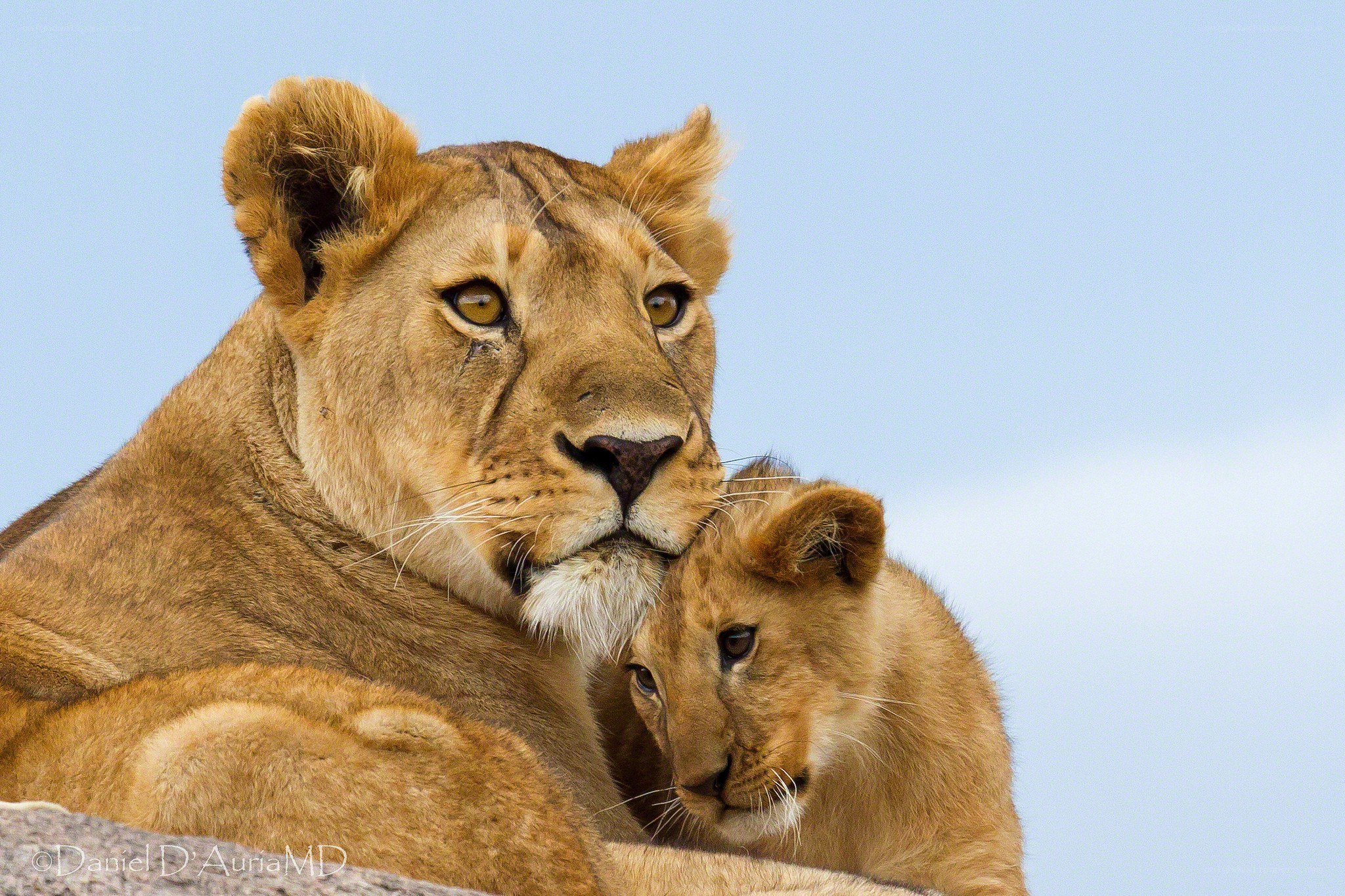 Lioness with her cub