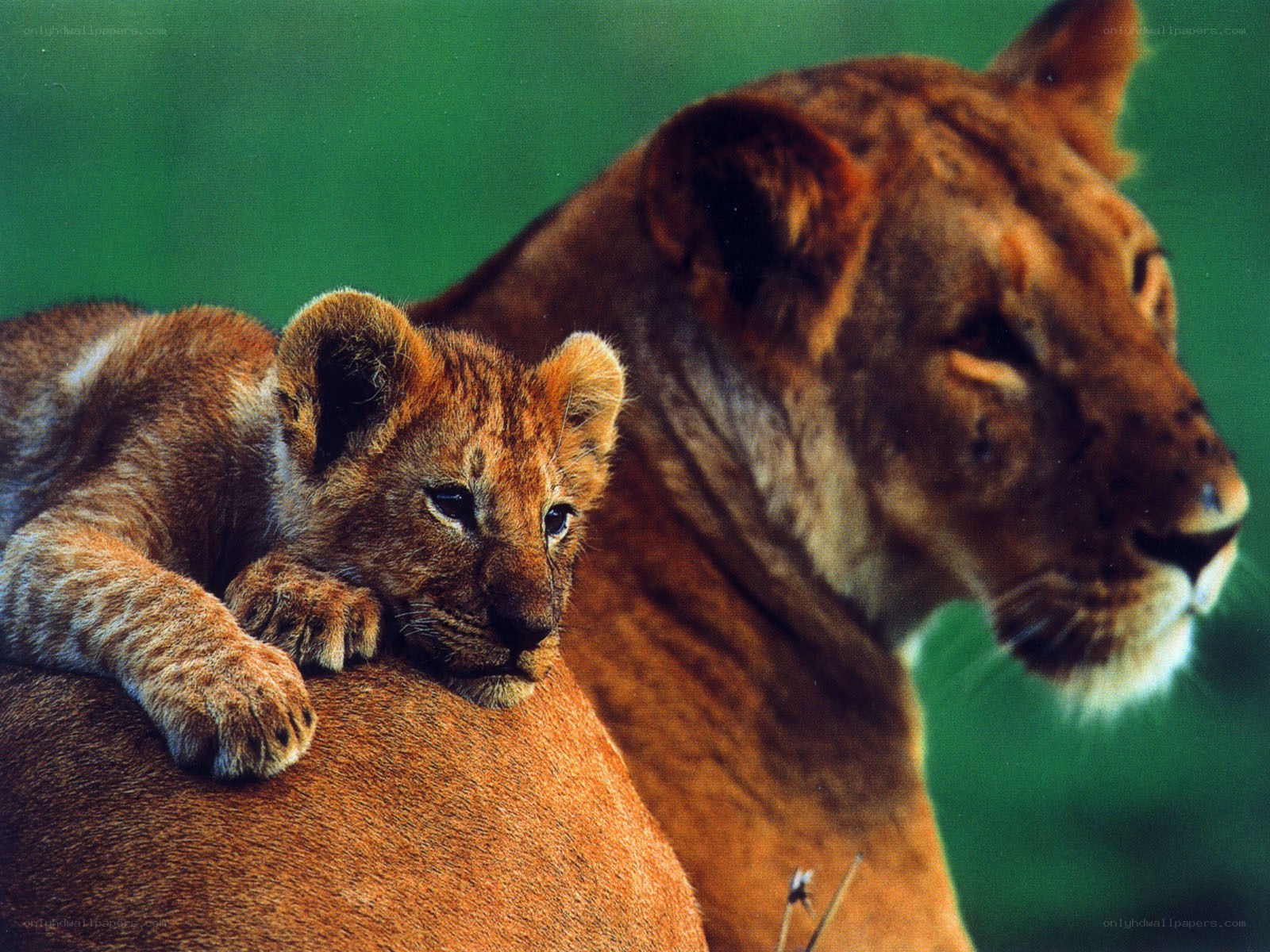 Lioness with her cub