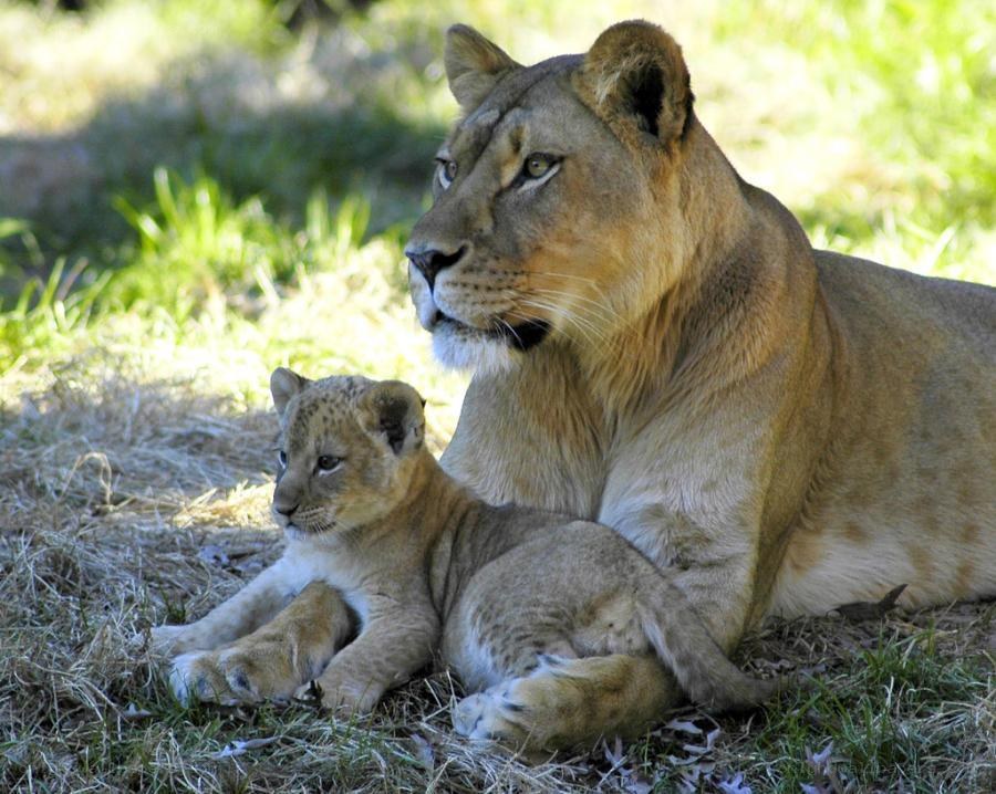 Lioness with her cub