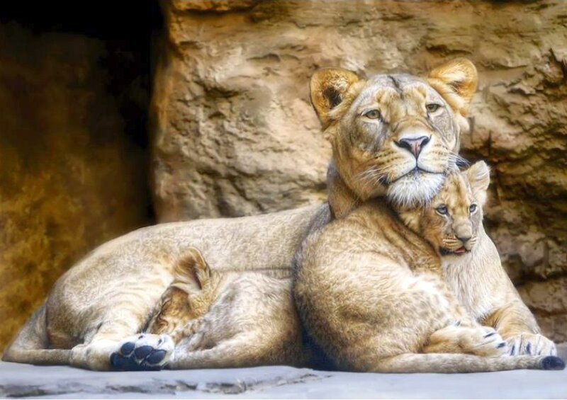 Lioness with her cub