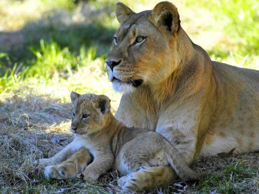 Lioness with her cub