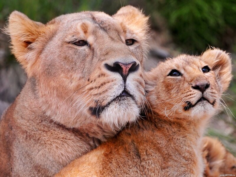 Lioness with her cub